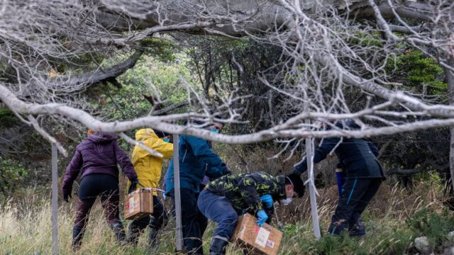 Hantavirüs o şehirden çıkmadı mı? Bilim insanları fare avına çıktı