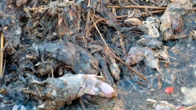 Çiftçilere göz açtırmıyorlar! Bilim insanları tarla farelerinin Hantavirüs taşıdığını açıkladı