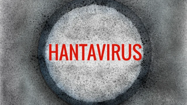 Kanada’da İlk Hantavirüs Vakası Doğrulandı! 4 Kanadalı Karantinadaydı